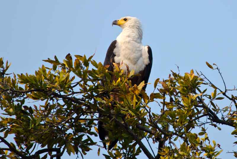 Águila - parque nacional de Chobe - Botswana 3